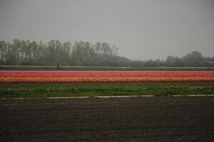 primavera nel il Olanda, fioritura tulipani foto