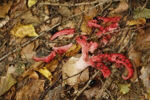 fungo velenoso, autunno, foresta, Europa foto