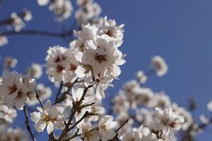 fioritura mandorla fiori foto