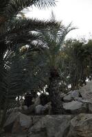 alberi nel il parco, alicante, Spagna foto