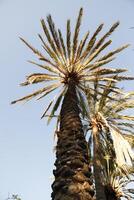 palma alberi nel il sole leggero foto