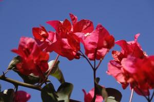 fiori di bouganville rosa foto