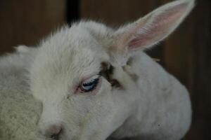 agnello con blu occhio, Pasqua bestiame mercato, Schagen, il Olanda foto