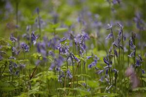 blu campane nel il foresta, molla, il Olanda foto