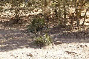 lupo parco nel il Provincia di malaga foto