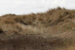 dune e spiaggia a Vlieland, isola nel il Olanda foto