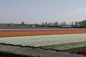 tulipani fioritura, primavera, il Olanda, campi di fiori foto