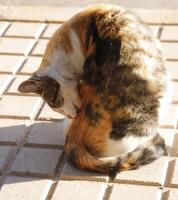 rosso, nero e bianca tigre gatto foto