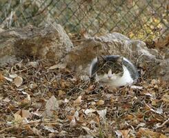 gatto nel il parco foto