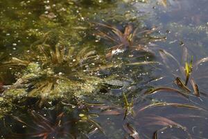 naturale stagno con molte di rane, primavera foto