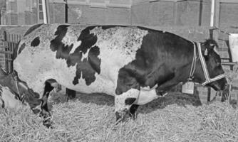 Grasso fatturato mucche, Pasqua bestiame mercato, Schagen, il Olanda foto