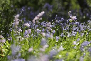 blu campane bello primavera fiori foto