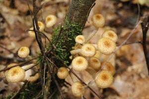 fungo velenoso, autunno, foresta, Europa foto