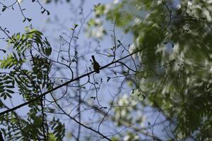 primavera nel il foresta, blu campane, felci, albero tronchi, il Olanda foto