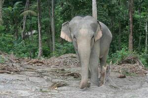 asiatico elefante nel Tailandia foto