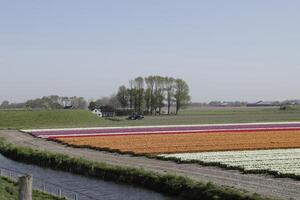 tulipani fioritura, primavera, il Olanda, campi di fiori foto