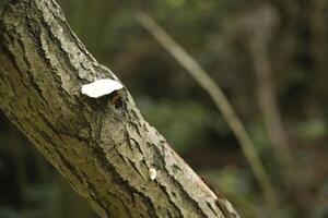 fungo velenoso, autunno, foresta, Europa foto