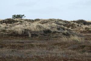 dune e spiaggia a Vlieland, isola nel il Olanda foto