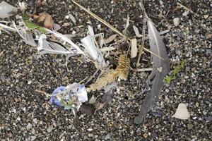 spiaggia dopo tempesta, Pericolo per marino vita, plastica sciupare, plastica Rifiuto, plastica, marino vita nel Pericolo, inquinanti persone foto