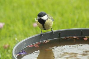 grande tetta piace per bevanda acqua foto