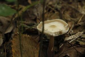 fungo velenoso, autunno, foresta, Europa foto