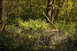 felce e blu campane nel un' naturale foresta foto