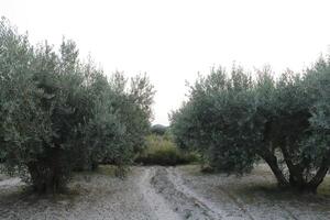 sentiero attraverso il oliva frutteto, Spagna foto