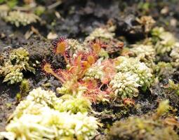 drosera, carne mangiare pianta foto