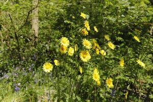 giallo primavera fiori nel il foresta foto