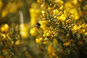 fioritura scotch scopa, un' il giro camminare nel il zwanenwater natura Riserva nel , nord Olanda, il Olanda foto