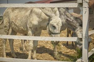 asino nel il azienda agricola allegato 14 foto