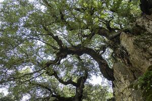 secolare albero nel sardegna 3 foto