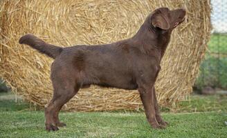 labrador cane in posa 38 foto