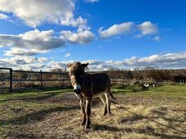 il asino su il azienda agricola su verde erba. blu cielo foto