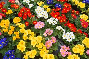 colorato sfondo a partire dal giardino di fiori e frutti di bosco, superiore Visualizza. foto
