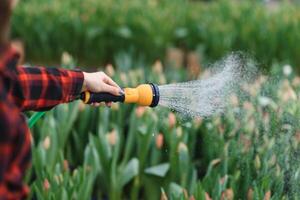 irrigazione fiore con giardino tubo flessibile mentre Lavorando nel pianta asilo. selettivo messa a fuoco. foto