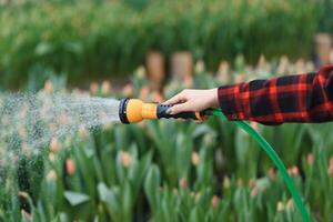 irrigazione fiore con giardino tubo flessibile mentre Lavorando nel pianta asilo. selettivo messa a fuoco. foto