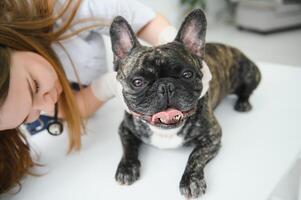 medicinale, animale domestico cura e persone concetto - vicino su di francese bulldog cane e veterinario medico mano a veterinario clinica. foto