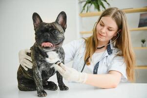 veterinario di ascoltando per un' francese bulldog cane nel il suo clinica foto