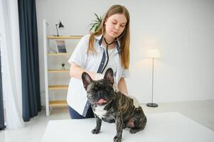 veterinario di ascoltando per un' francese bulldog cane nel il suo clinica foto