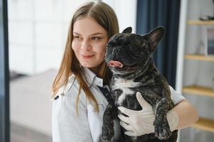 francese bulldog cane su il mani di un' veterinario foto