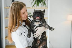 medicinale, animale domestico cura e persone concetto - vicino su di francese bulldog cane e veterinario medico mano a veterinario clinica foto