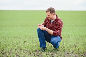 contadino detiene un' raccogliere di il suolo e giovane verde Grano germogli nel il suo mani controllo il qualità di il nuovo Ritaglia. agronomo analisi il progresso di il nuovo semina crescita. agricoltura Salute concetto foto