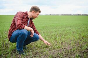 contadino detiene un' raccogliere di il suolo e giovane verde Grano germogli nel il suo mani controllo il qualità di il nuovo Ritaglia. agronomo analisi il progresso di il nuovo semina crescita. agricoltura Salute concetto foto