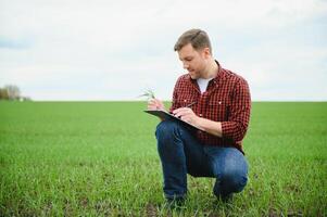 contadino detiene un' raccogliere di il suolo e giovane verde Grano germogli nel il suo mani controllo il qualità di il nuovo Ritaglia. agronomo analisi il progresso di il nuovo semina crescita. agricoltura Salute concetto foto