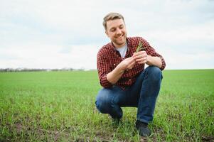 contadino detiene un' raccogliere di il suolo e giovane verde Grano germogli nel il suo mani controllo il qualità di il nuovo Ritaglia. agronomo analisi il progresso di il nuovo semina crescita. agricoltura Salute concetto foto