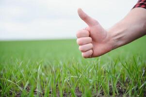 pollice su cartello su il sfondo di Grano campo. vicino tiro di un' agricoltori mano con il dito su mostrando piace e bene cartello. fruttuoso Grano raccogliere predizione e alto aspettative per il nuovo Ritaglia foto