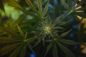 interno in crescita medico marijuana appena prima essi finire in crescita, Questo è il stato di il impianti per inizio fioritura. frondoso, verde le foglie e salutare impianti foto