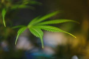 marijuana foglie, canapa su un' buio sfondo, bellissimo sfondo, interno coltivazione foto