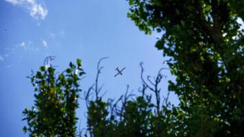 volo tra il Treetops foto